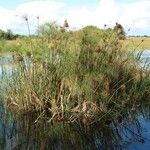 Cyperus giganteus 叶