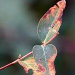 Hypericum hircinum Blad