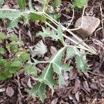 Eryngium campestreBlad