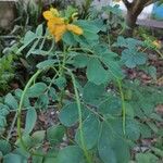 Senna obtusifolia ഇല