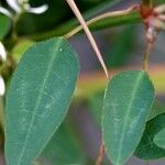 Euphorbia hypericifolia Blatt