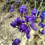 Polygala microphylla Fiore