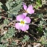 Marcus-kochia littorea Flower