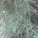 Juniperus occidentalis Листок