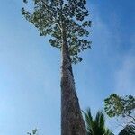 Dipterocarpus alatus Bark