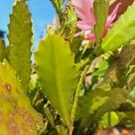 Disocactus phyllanthoides Blatt