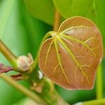 Acropogon bullatus Fruit