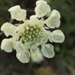 Scabiosa ochroleuca Цвят