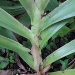 Xiphidium caeruleum Bark