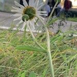 Leucanthemum vulgare Flors