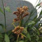 Schoenoplectus triqueter Λουλούδι