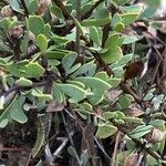 Globularia alypum Leaf