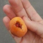 Passiflora caerulea 果實