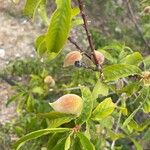 Prunus persica Fruto