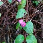 Symphoricarpos orbiculatus ഫലം