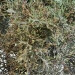 Juniperus canariensis List