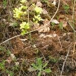 Biscutella lima Habit