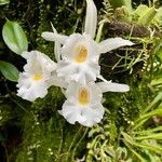 Trichopilia fragrans Blüte