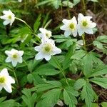 Anemone nemorosaFlower