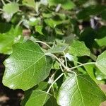 Robinia hispida Hoja