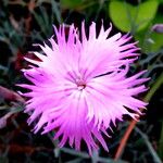 Dianthus hyssopifolius Flower