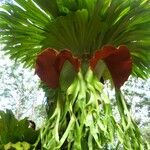 Platycerium superbum फूल