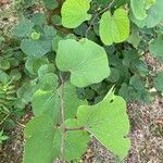 Cercis siliquastrum Leaf