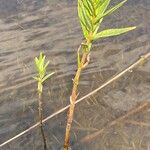 Lysimachia thyrsiflora Leaf