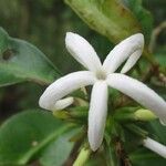 Psychotria macroglossa Blomma