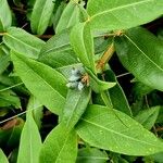 Lonicera acuminata Folha