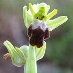 Ophrys lupercalis Mosusu