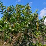 Lophanthera lactescens Flor