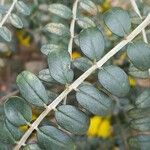 Sophora microphylla Hoja