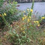 Oenothera biennis (Habit)