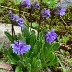 Primula glutinosa Blomst