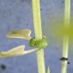 Ocimum basilicum Bark