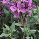 Epilobium latifolium Цветок
