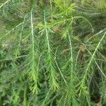 Melaleuca armillaris Blad