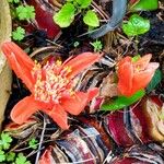 Haemanthus coccineus Virág