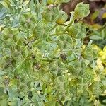 Ruta chalepensis Fruto