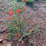 Bouvardia ternifolia Celota