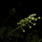 Stegnosperma cubense Flower