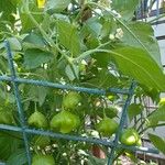 Capsicum baccatum Leaf