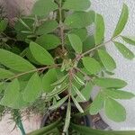 Indigofera hirsuta Leaf