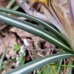 Crocus chrysanthus Folha