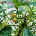 Schefflera arboricolaGyümölcs