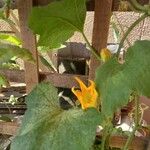 Cucurbita moschata 葉