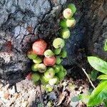 Ficus racemosa ഫലം