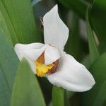 Maxillaria grandiflora फूल