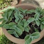 Tradescantia sillamontana برگ